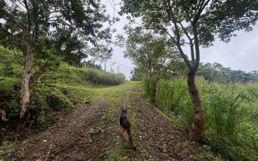 Small almost 4 acre farm with half built home in cooler area of Atenas – 40005152971