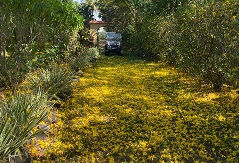 Elegant Atenas Estate & Functioning Coffee Farm – 40005152665