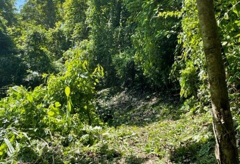 Large property in the nature of Atenas – 40005152821