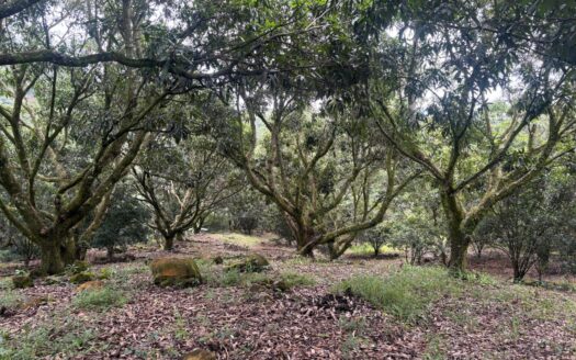 39,231m2 (almost 10 acres) with a large number of fruit trees ideal for development – 40005152972