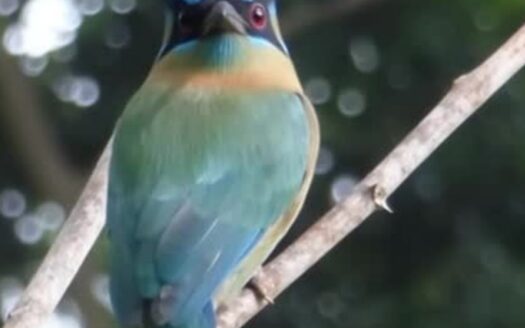 Birdwatching in Atenas Costa Rica