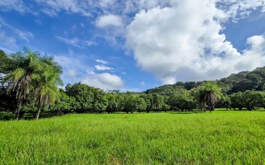 Property with views, river, forest, mango plantation and potential to develop any project. – 400052042168