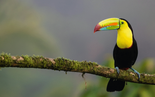 toucan atenas